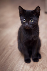 Portrait of a little black kitten who is sitting at home on a wooden floor.