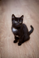 A small black kitten with a white spot on his chest sits on the wooden floor in the apartment.