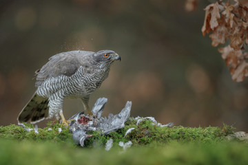 Soaked wild goshawk