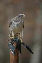 Goshawk with magpie