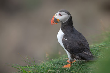 A Shetland puffin