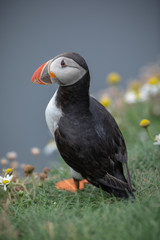 A puffin among the sea grasses