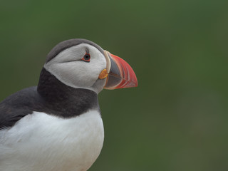 Puffin portrait