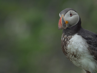 A very dirty puffin