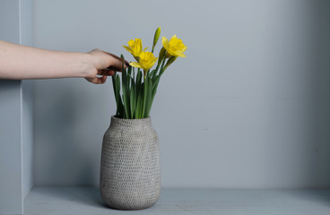 bouquet Yellow narcissus flowers in a vase Isolated on gray background and space for your text