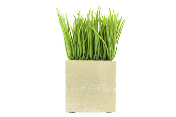 green grass in a pot isolated on white background