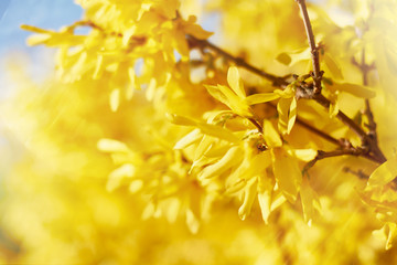 Closeup of blooming Forsythia twigs on a bright spring day: springtime concept and springtime...
