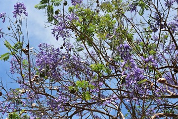 Branches with purple flowers of Jacaranda mimosifolia tree, against blue sky. It is a sub-tropical...