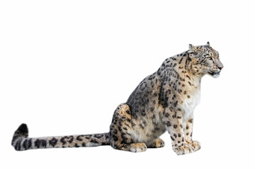 Snow leopard against white background