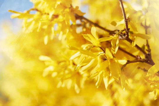 Closeup of blooming Forsythia twigs on a bright spring day: springtime concept and springtime background