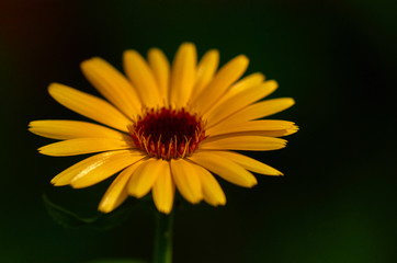 yellow flower on black background