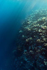 beautiful coral reef under water in the ocean of egypt, underwater photography in egypt