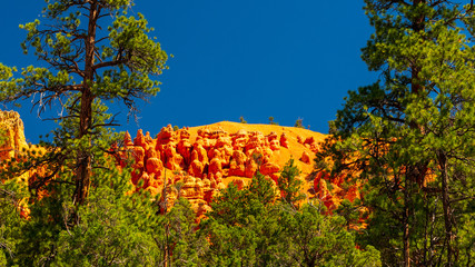 Naklejka premium Red Canyon, Dixie National Forest, Utah