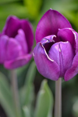purple tulips in the garden