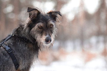 gorgeous portrait of mix breed dog