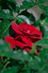 red rose on green background