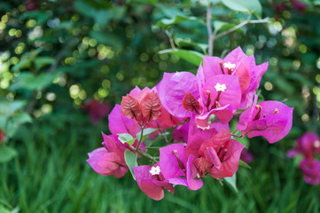Pink Bougainvillea flower blooming with a green background