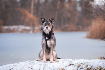 Fototapeta na wymiar gorgeous portrait of mix breed dog