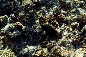 Naklejka na ściany i meble Naso Lituratus under water in the ocean of egypt, Naso Lituratus under water photograph