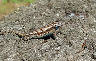 Tropical lizard on tree bark in Florida wild