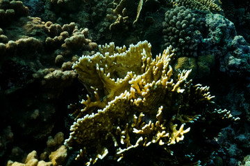 Coral reef close up, coral reef macro photography, underwater coral reef texture, ocean nature close up