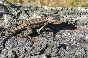 Tropical lizard on tree bark in Florida wild, closeup 