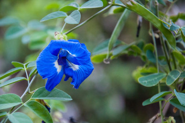 Vivid blue flower with green background leafs