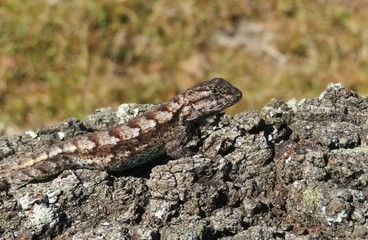 Tropical lizard on tree bark in Florida wild, closeup 