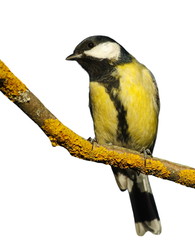Great tit on branch isolated on white background, Parus major