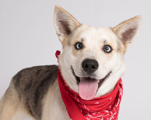 Intelligent cross-eyed mutt with lots of personality photographed with a bandana in the studio