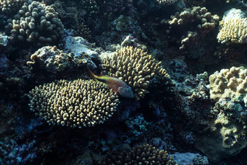 Paracirrhites forsteri underwater in the ocean of egypt, underwater in the ocean of egypt, Paracirrhites forsteri underwater photograph underwater photograph,