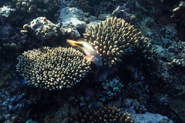 Paracirrhites forsteri underwater in the ocean of egypt, underwater in the ocean of egypt, Paracirrhites forsteri underwater photograph underwater photograph,