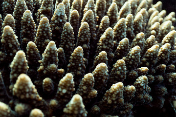 Coral reef close up, coral reef macro photography, underwater coral reef texture, ocean nature close up