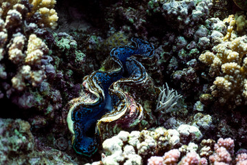 Coral reef close up, coral reef macro photography, underwater coral reef texture, ocean nature close up