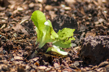 Organic young lettuce planted in the floor
