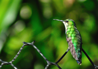 Fototapeta premium Green Hummingbird on the fence