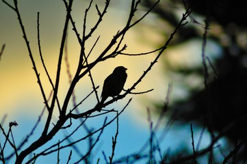 Bird silhouette in the twilight
