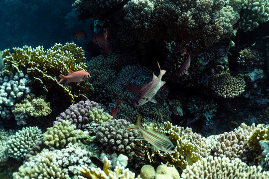 Myripristis murdjan underwater in the ocean of egypt, underwater in the ocean of egypt, Myripristis murdjan underwater photograph underwater photograph,