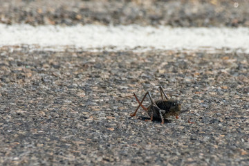 Mormon Cricket Sitting on Road