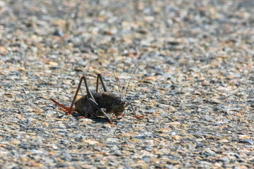 Mormon Cricket Sitting on Road