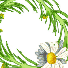 Beautiful wreath with field camomile, buds and leaves on a white background. Pharmacy medicinal chamomile. Realistic style. Spring pattern. Rustic decor.