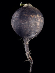 Black radish on a black background