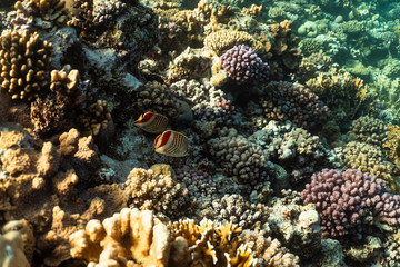 Fototapeta na wymiar Chaetodon paucifasciatus underwater in the ocean of egypt, underwater in the ocean of egypt, Chaetodon paucifasciatus underwater photograph underwater photograph,