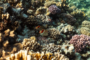 Fototapeta na wymiar Chaetodon paucifasciatus underwater in the ocean of egypt, underwater in the ocean of egypt, Chaetodon paucifasciatus underwater photograph underwater photograph,