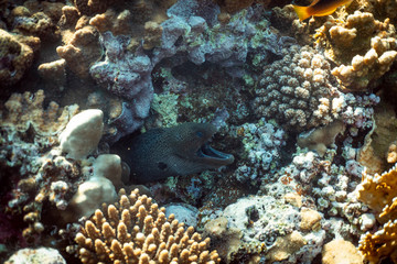 Fototapeta na wymiar Gymnothorax javanicus underwater in the ocean of egypt, underwater in the ocean of egypt, Gymnothorax javanicus underwater photograph underwater photograph,