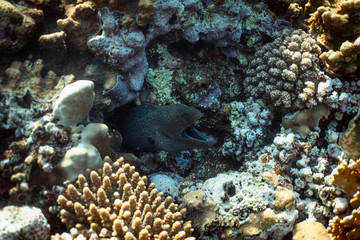 Fototapeta na wymiar Gymnothorax javanicus underwater in the ocean of egypt, underwater in the ocean of egypt, Gymnothorax javanicus underwater photograph underwater photograph,