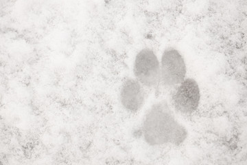 Dog paw print in the snow