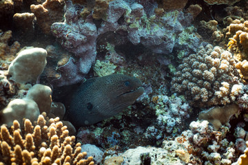 Gymnothorax javanicus underwater in the ocean of egypt, underwater in the ocean of egypt, Gymnothorax javanicus underwater photograph underwater photograph,