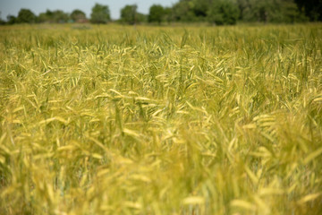 Hell and ripe Wheat for a background in the summer