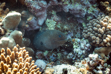 Gymnothorax javanicus underwater in the ocean of egypt, underwater in the ocean of egypt, Gymnothorax javanicus underwater photograph underwater photograph,